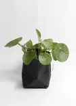 Paperipussukka 13x18 cm - Sisustus- ja lahjatuotteet - 6438310014686 - 2