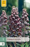 Persianpikarililja 1 kpl/pkt - Pikarililjat - 8712438519406 - 1