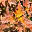Purppuraheisiangervo Amber Jubilee - Koristepensaat - 46056 - 1