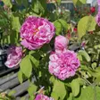 Ranskanruusu Camaieux omaj. - Puistoruusut - 24876 - 1