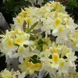 Revontuliatsalea Northern Hi-Lights - Alppiruusut ja atsaleat - 3506 - 1