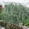Riippahopeapäärynä Pendula rungolla - Koristepuut - 43686 - 1