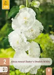 Tarhasalkoruusu White 2 kpl/pkt -  - 8712438638466 - 1