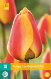 Tulppaani Apeldoorn´s Elite 7 kpl/pkt - Tulppaanit - 8712438504006 - 1