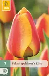 Tulppaani Apeldoorn´s Elite 7 kpl/pkt - Tulppaanit - 8712438504006 - 1
