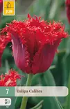 Tulppaani Calibra 7 kpl/pkt - Tulppaanit - 8712438998386 - 1