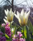 Tulppaani Concerto 6 kpl/pkt - Tulppaanit - 8711148314356 - 1