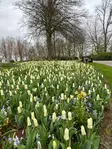 Tulppaani Concerto 6 kpl/pkt - Tulppaanit - 8711148314356 - 2