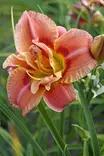 Tulppaani Congo 6kpl/pkt - Tulppaanit - 8711148308416 - 1