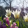 Tulppaani Concerto 6 kpl/pkt - Tulppaanit - 8711148314356 - 1