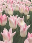 Tulppaani Elegant Lady 6 kpl/pkt - Tulppaanit - 8711148247296 - 1