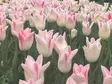 Tulppaani Elegant Lady 6 kpl/pkt - Tulppaanit - 8711148247296 - 1
