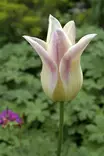 Tulppaani Elegant Lady 6 kpl/pkt - Tulppaanit - 8711148247296 - 2