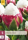 Tulppaani Ice Cream 5 kpl/pkt - Tulppaanit - 8712438526466 - 1