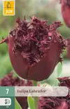 Tulppaani Labrador 7 kpl/pkt - Tulppaanit - 8712438997846 - 1