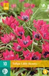 Tulppaani Little Beauty 10 kpl/pkt - Tulppaanit - 8712438510106 - 2