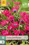 Tulppaani Little Beauty 10 kpl/pkt - Tulppaanit - 8712438510106 - 1