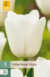 Tulppaani Royal Virgin 7 kpl/pkt - Tulppaanit - 8712438982446 - 1