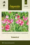 Tuoksuherne America - Kukkien ja koristeheinien siemenet - 7332756289846 - 0