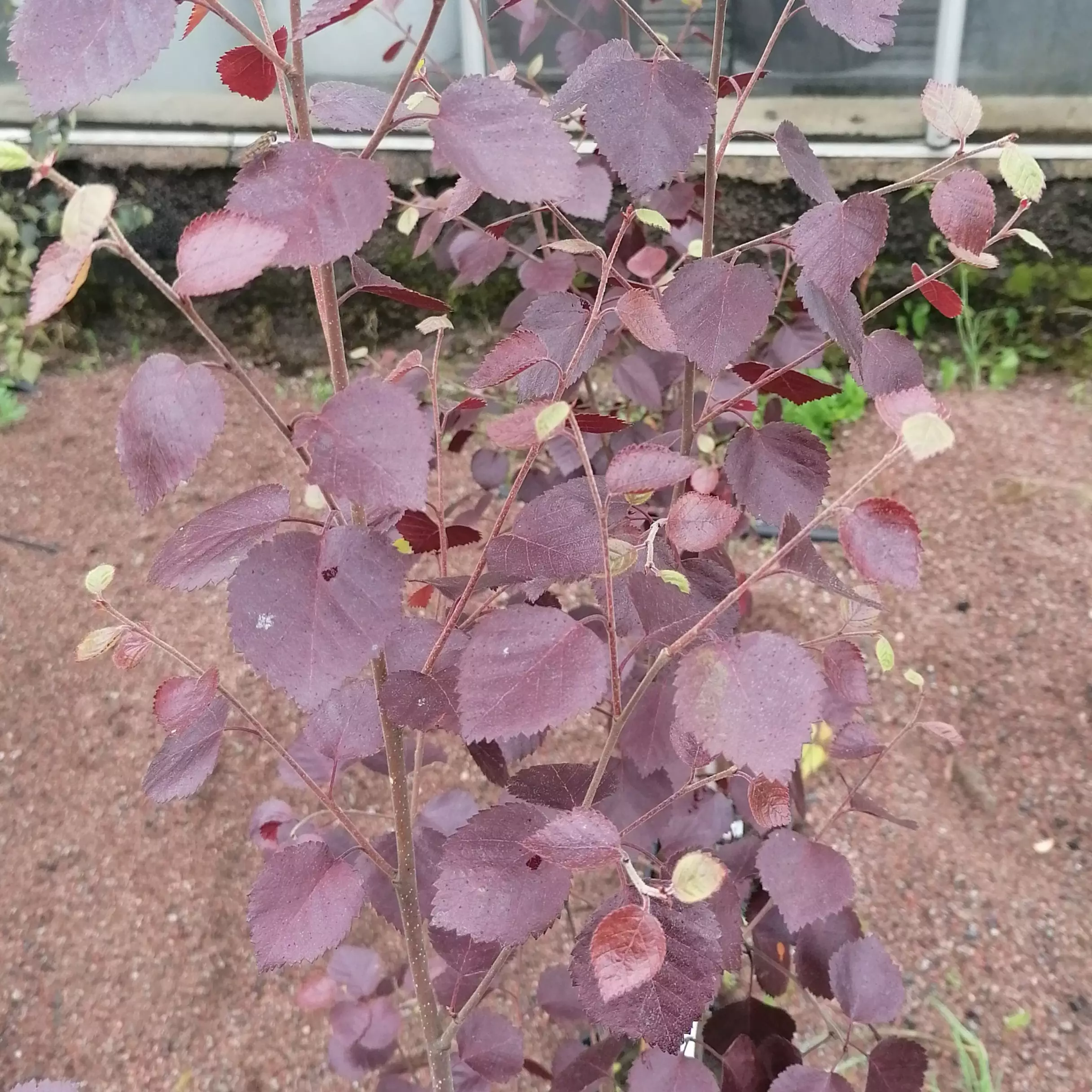 Punalehtikoivu Hekla Pensas Betula FLOR Verkkokauppa
