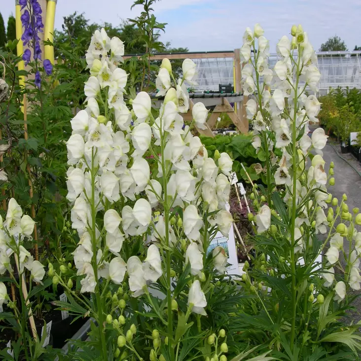 Aitoukonhattu Album - Perennat - 70146 - 1