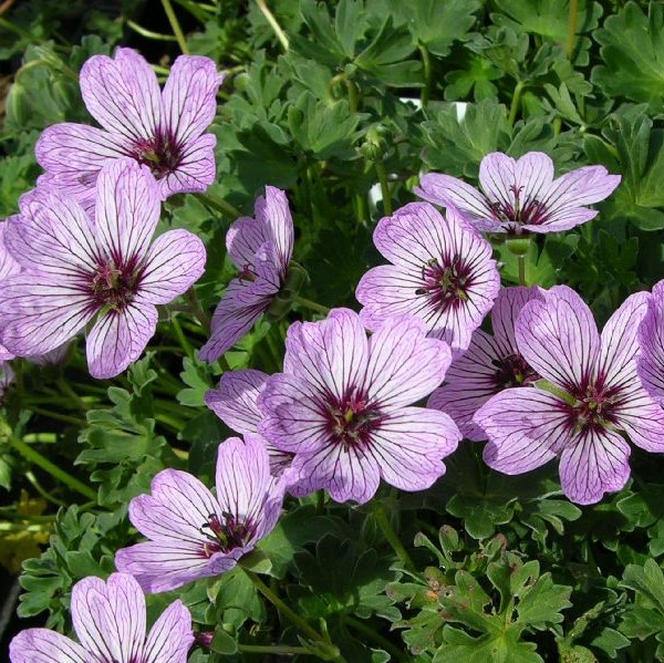 Harmaakurjenpolvi Ballerina - Perennat - 7226 - 1