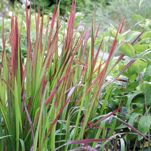 Hurmesilkkiheinä Red Baron - Puutarhakasvit - 79316 - 1