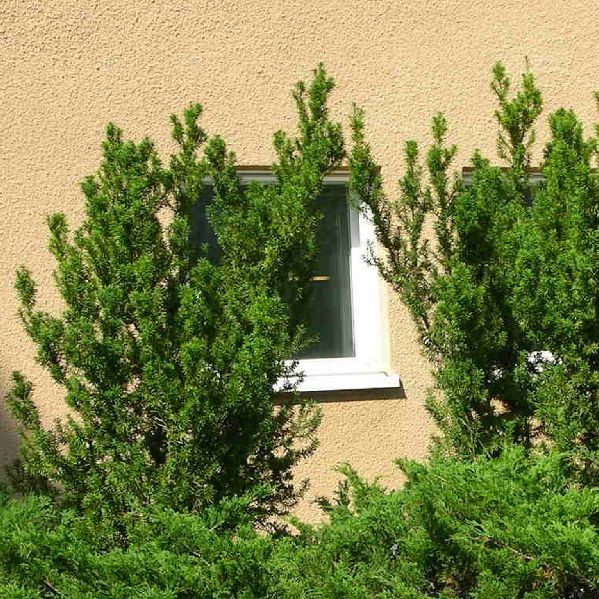 Kartiomarjakuusi Hicksii 60-80 - Havupuut - 6216 - 1