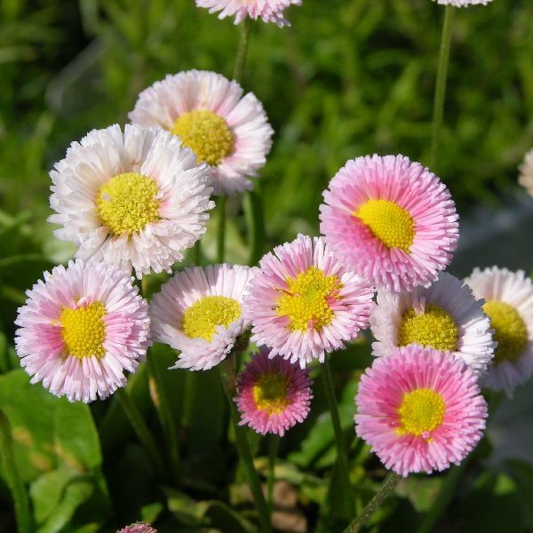 Kaunokainen Rominette Pink - Perennat - 70976 - 1