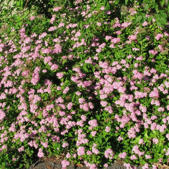 Keijuangervo Little Princess - Koristepensaat - 4686 - 1