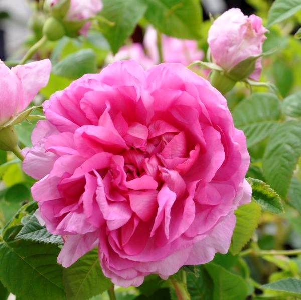 Kirkonruusu Empress Josephine - Puistoruusut - 2466 - 1