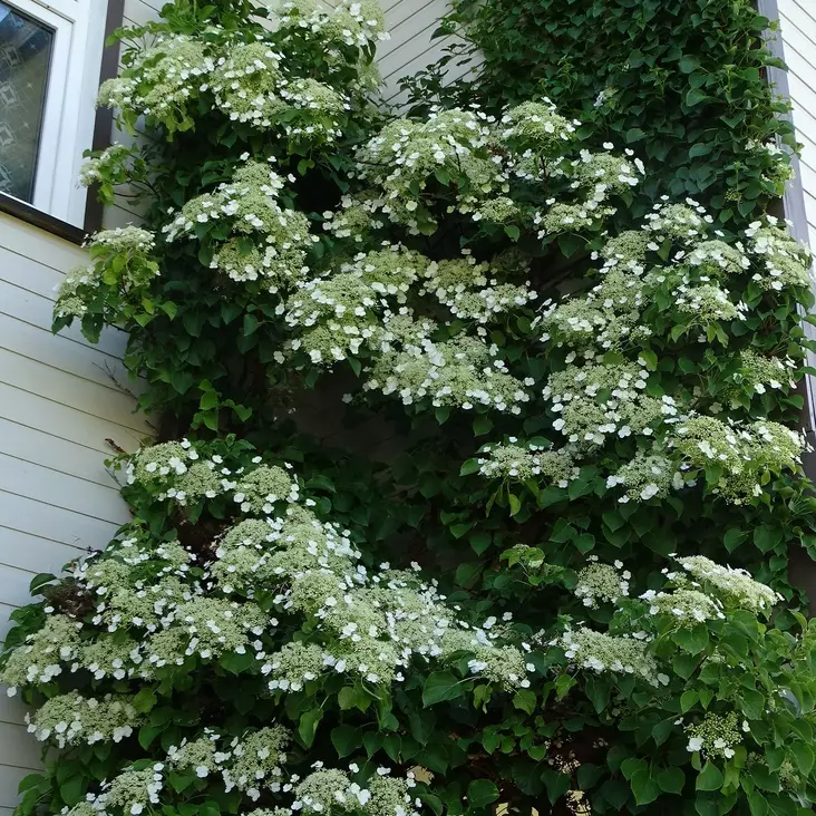 Köynnöshortensia - Köynnöskasvit - 5146 - 1