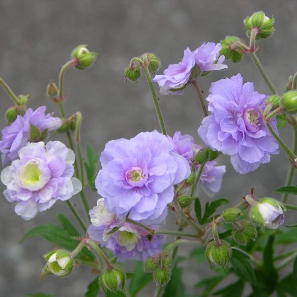 Kyläkurjenpolvi Summer Skies - Perennat - 72256 - 1