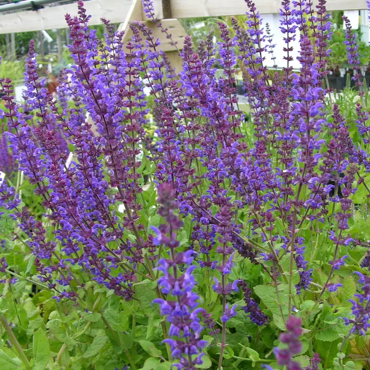 Lehtosalvia Caradonna - Perennat - 74936 - 1