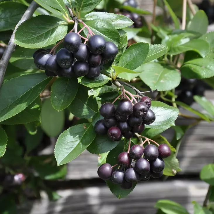 Marja-aronia Viking (marjapihlonia) - Erikoismarjat ja hyötykasvit - 4516 - 1