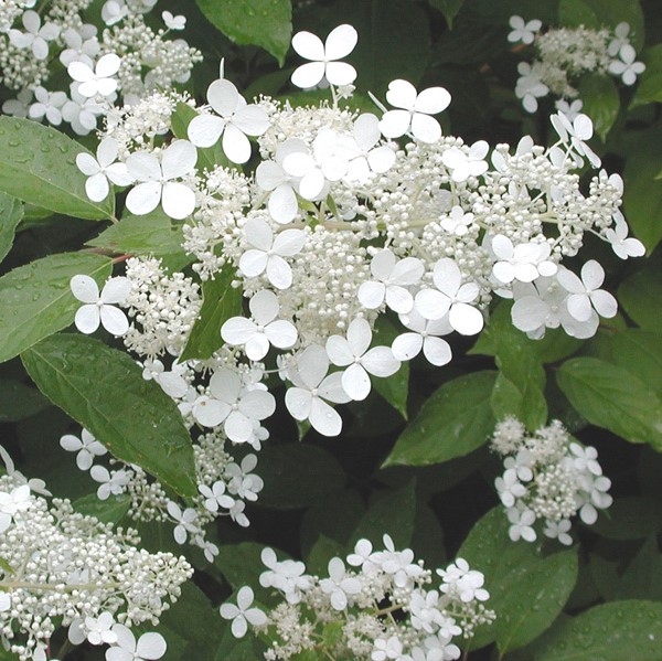 Mustilanhortensia Mustila -  - 4576 - 1