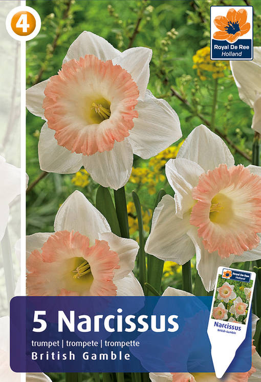 Narsissi British Gamble 5 kpl/pkt -  - 8711148236276 - 1