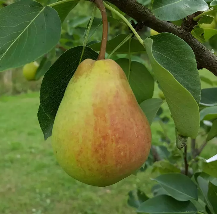 Päärynä Tsaarittaren Päärynä - Päärynäpuut - 13416 - 1