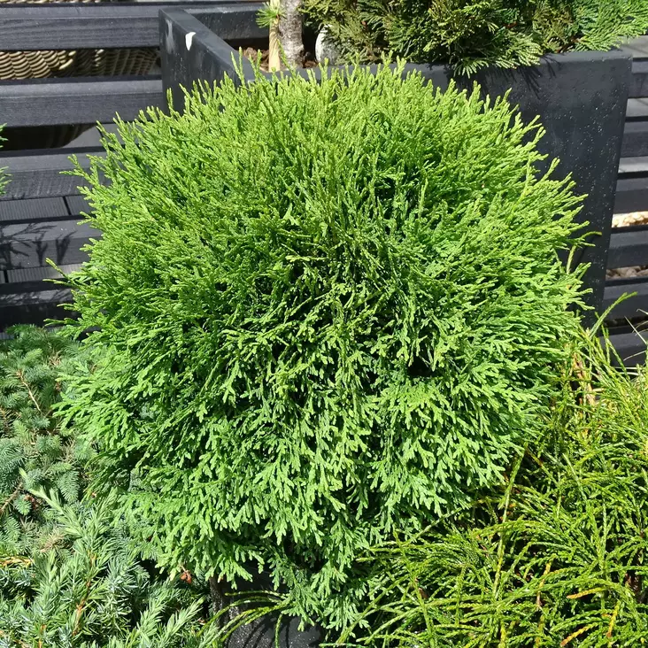 Pallotuija Little Giant C3 30-40 - Havupuut - 62526 - 1