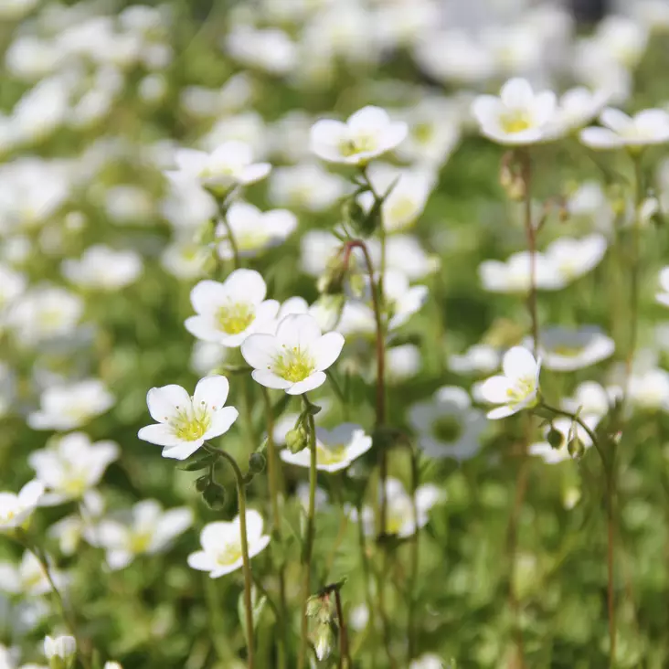 Patjarikko Carpet White - Perennat - 75006 - 1