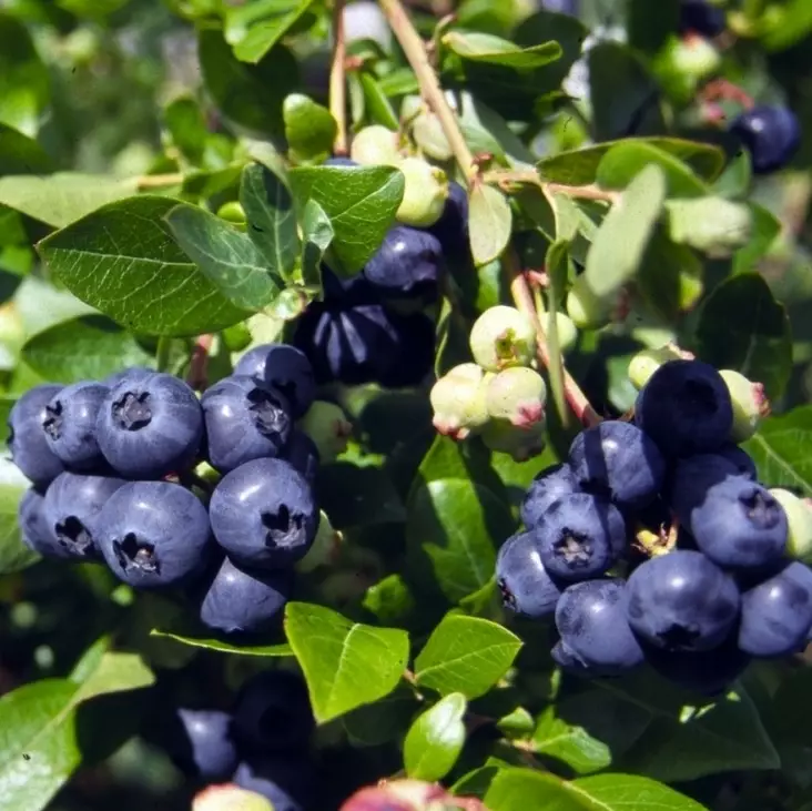 Pensasmustikka Alvar - Mustikat - 2256 - 1