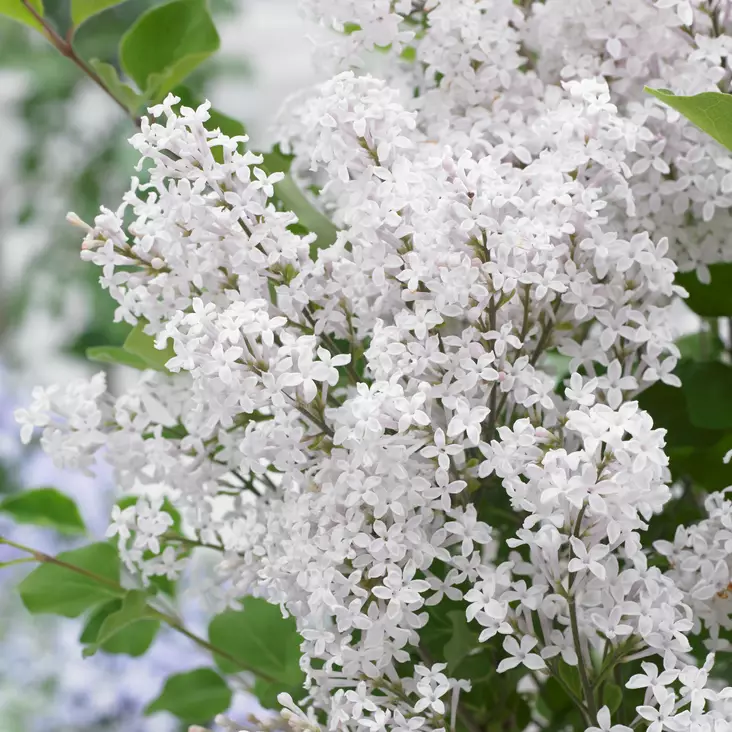 Pikkusyreeni Flowerfesta White rungolla - Koristepuut - 47306 - 1