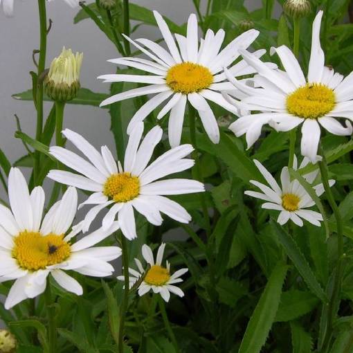 Prinsessankakkara Silberprinzesschen - Perennat - 71366 - 1