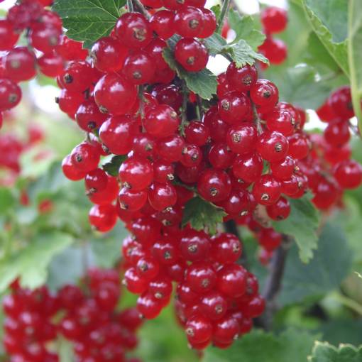 Punaherukka Punahilkka - Herukat ja karviaiset - 20376 - 1