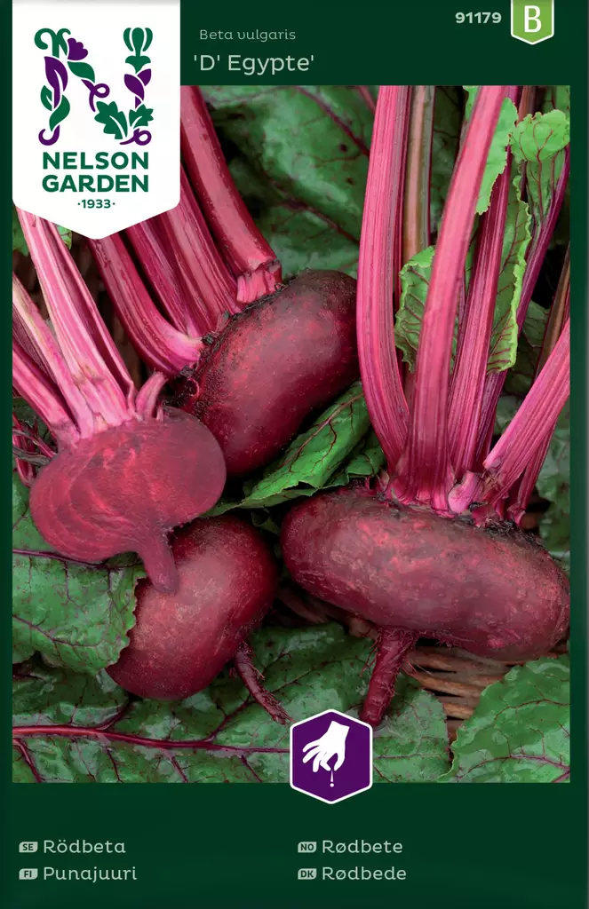 Punajuuri, D Egypte - Kukkien ja koristeheinien siemenet - 7312600911796 - 0