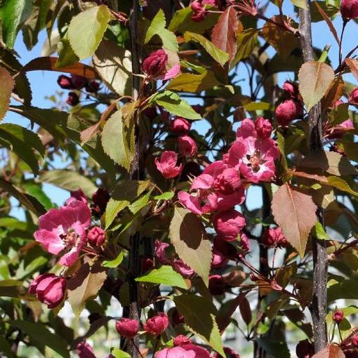 Purppuraomenapuu Kirjailija - Koristepuut - 4346 - 1