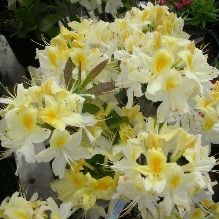 Revontuliatsalea Northern Hi-Lights - Alppiruusut ja atsaleat - 3506 - 1