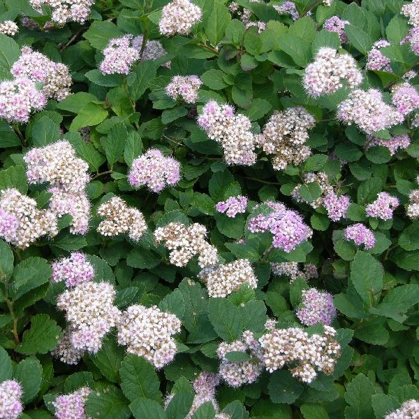 Rinneangervo - Koristepensaat - 46836 - 1