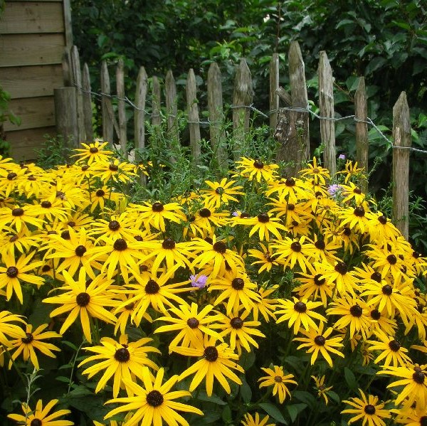 Sädepäivänhattu Goldsturm - Perennat - 7486 - 1