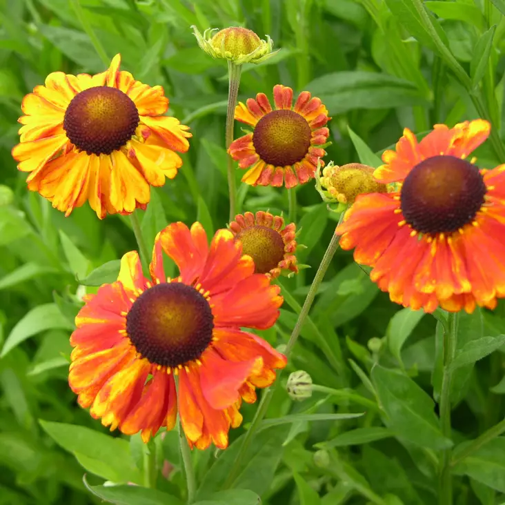 Syyshohdekukka Sahin's Early Flowerer - Perennat - 72406 - 1